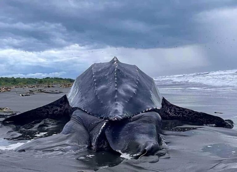 Turtle nesting Tortuguero