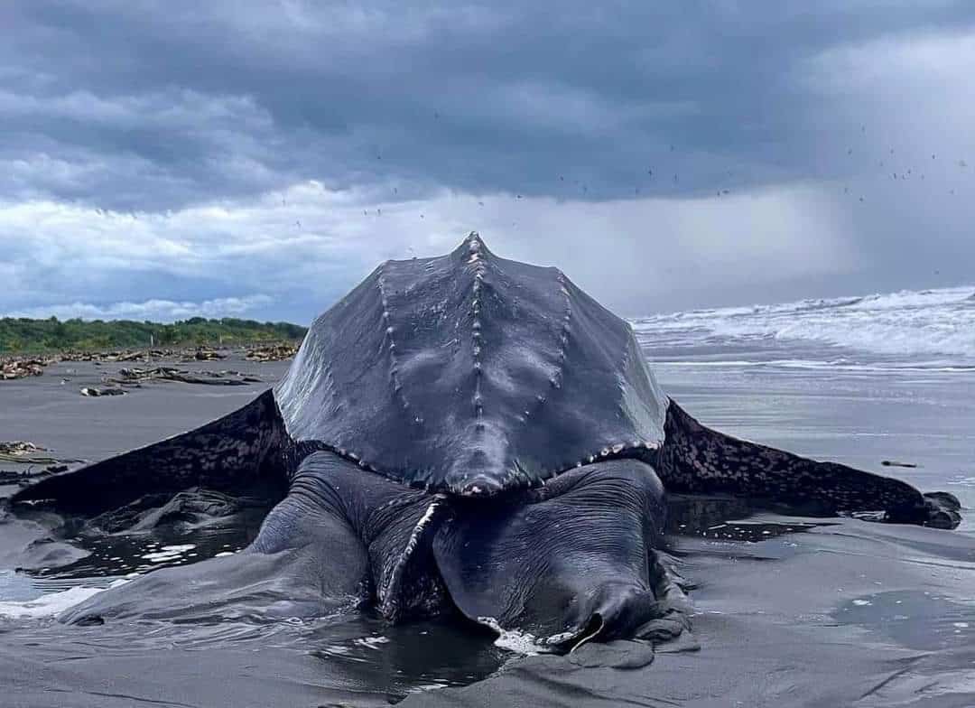 Turtle nesting Tortuguero