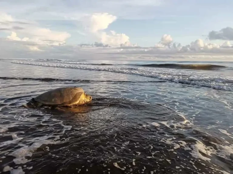 Turtle nesting Tortuguero
