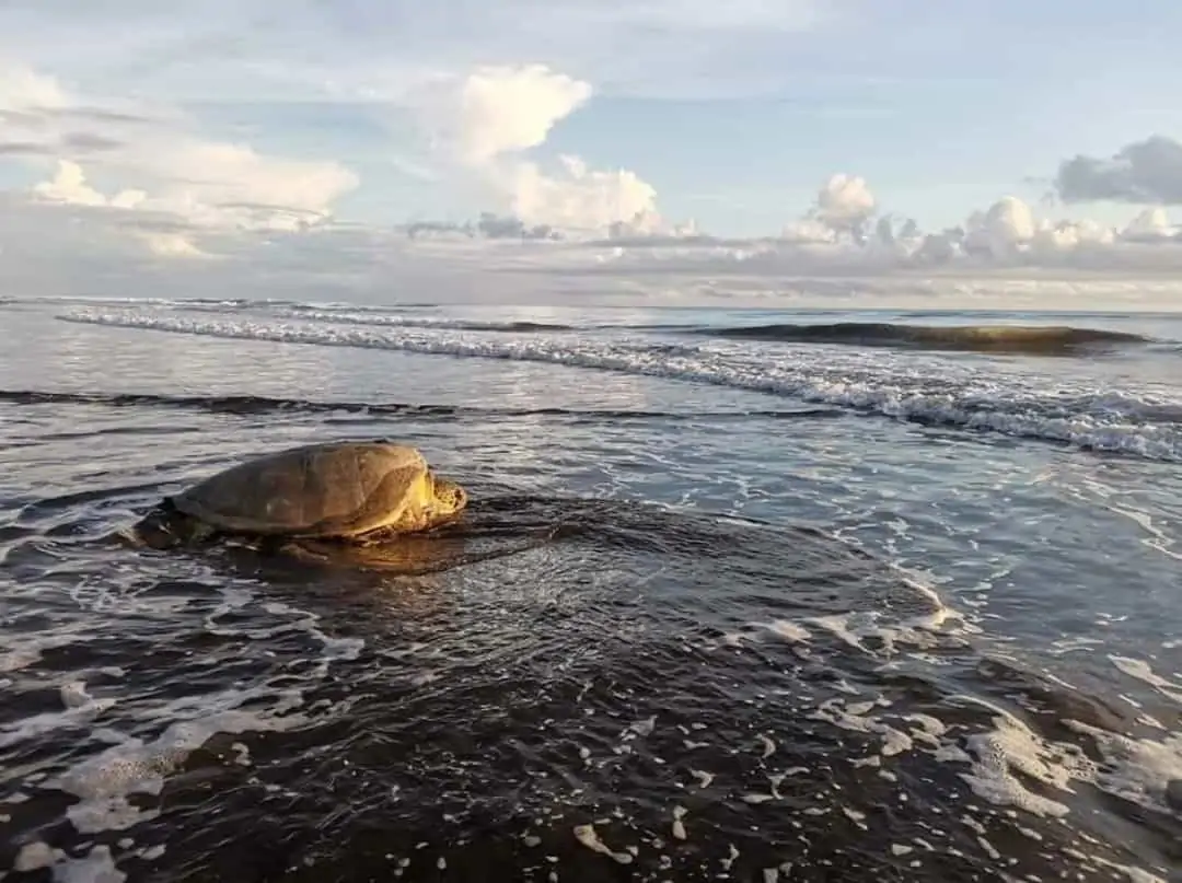 Turtle nesting Tortuguero